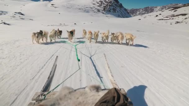 Sled Dogs Huskies Snow Szánkó Futás — Stock videók