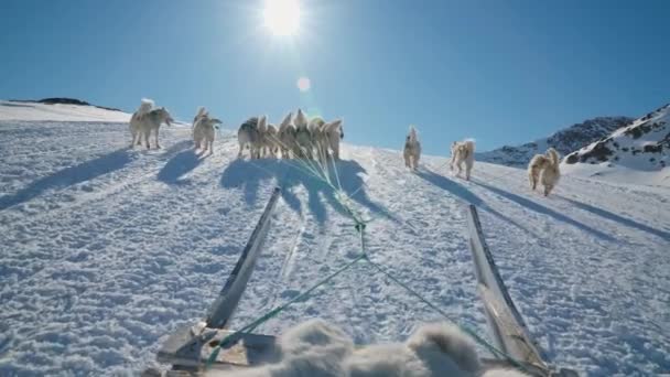 Cães Trenó Huskies Neve Sleigh Caminhando — Vídeo de Stock