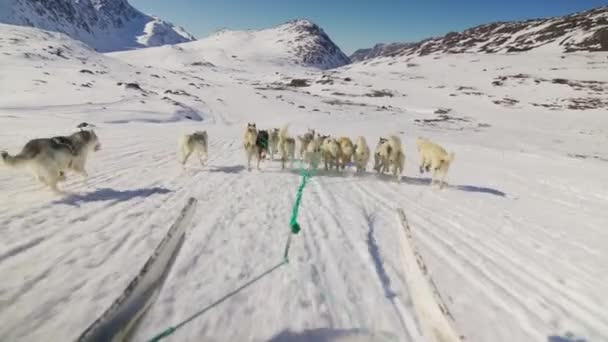 Slede Hunder Huskyer Snø Slede Running – stockvideo