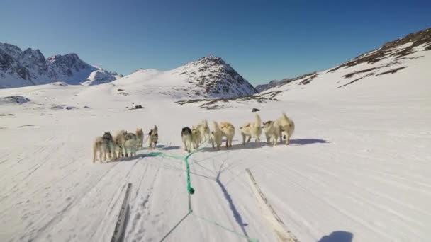 Σκυλιά Έλκηθρο Huskies Χιόνι Έλκηθρο Βουνό — Αρχείο Βίντεο