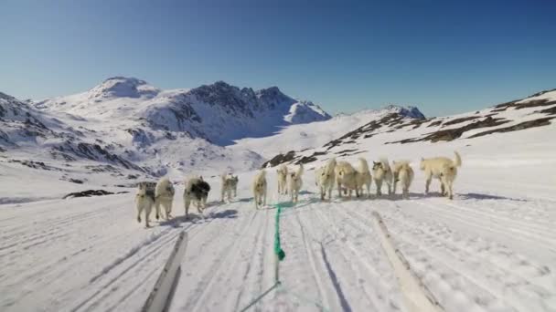 Trineo Perros Huskies Nieve Trineo Montaña — Vídeo de stock