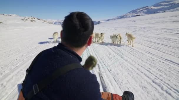 Sledehonden Huskies Sneeuw Slee Musher — Stockvideo