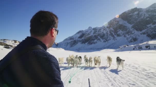 Sled Dogs Huskies Snow Szánkó — Stock videók