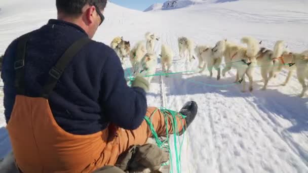 Sled Dogs Husky Śnieg Musher Smycz — Wideo stockowe