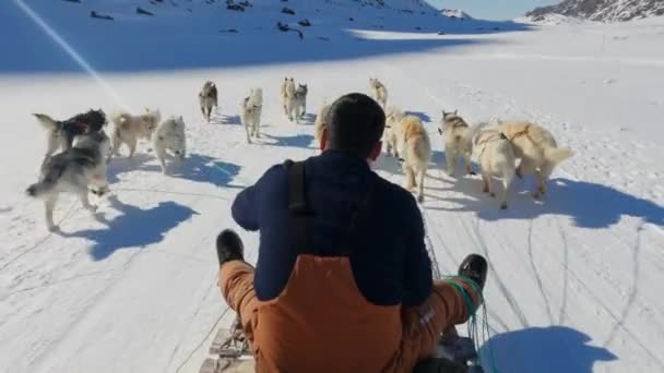 Σκυλιά Έλκηθρο Huskies Χιόνι Έλκηθρο Musher — Αρχείο Βίντεο