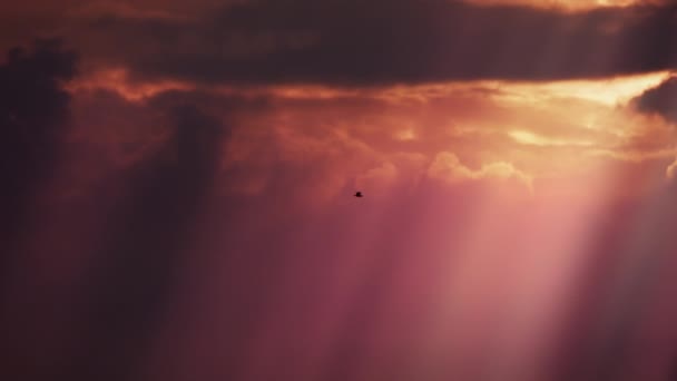 Gaivota Voar Nascer Sol Céu Silhueta — Vídeo de Stock