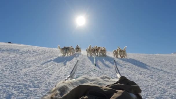 Sled Dogs Huskies Śnieg Sanie Światło Słoneczne — Wideo stockowe