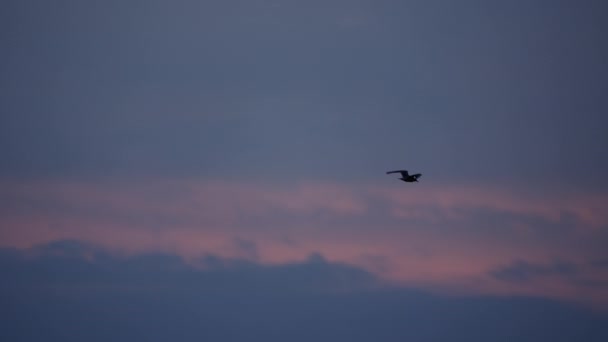 Seagul Fling Sky Cloudy Sunrise — ストック動画