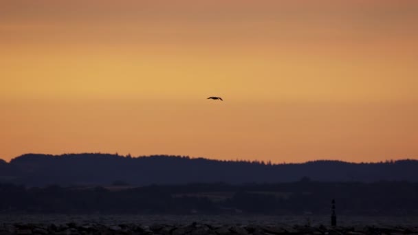 Martı Uçan Gökyüzü Deniz Gün Doğumu — Stok video