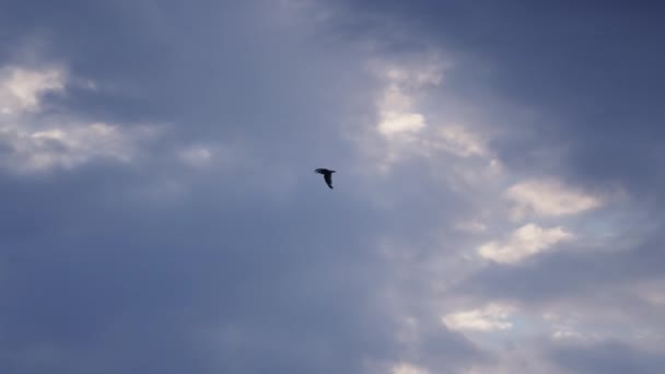 Σιλουέτα Γλάρος Ιπτάμενος Νεφελώδης Ουρανός — Αρχείο Βίντεο