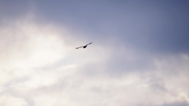 Möwe Bewölkt Himmel Fliegen Silhouette — Stockvideo
