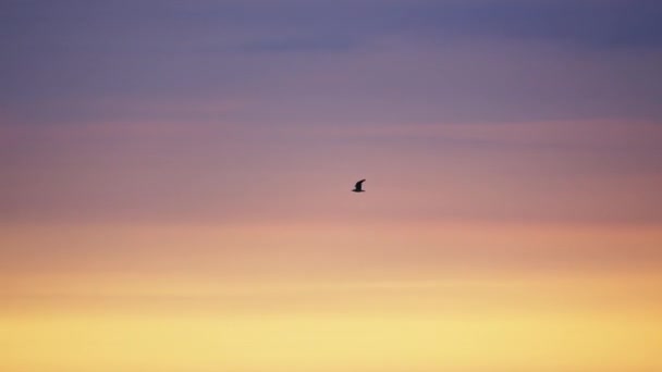 Seagull Flying Silhouette Sunrise Laythouse — стоковое видео
