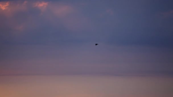 Чайка Летающие Силуэт Восход Небо — стоковое видео