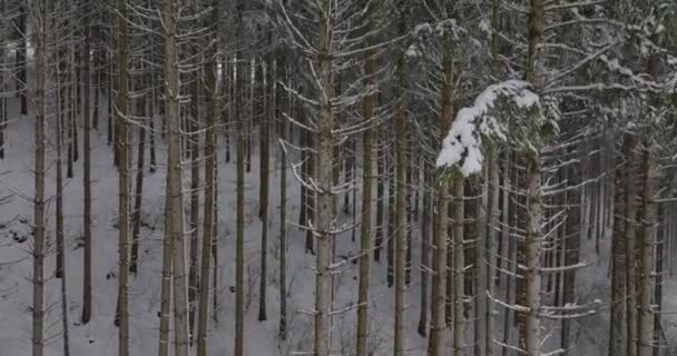 Bosque Nieve Árboles Drone Austria — Vídeos de Stock