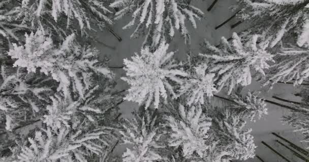 Nieve Árbol Bosque Bosques Invierno Austria — Vídeos de Stock