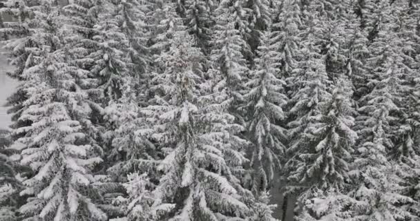 Winter Schnee Wald Üppig Wald Österreich — Stockvideo