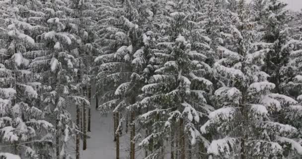 Schnee Wald Saftig Winter Österreich — Stockvideo