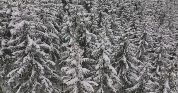 Sneeuw Woud Woud Winter Oostenrijk — Stockvideo