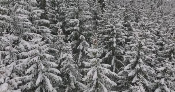 Schnee Wald Saftig Winter Österreich — Stockvideo