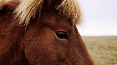 At, Brown, Eye, Mane, İzlandaca
