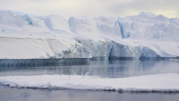 Möwen Eis Küste Meer Grönland — Stockvideo