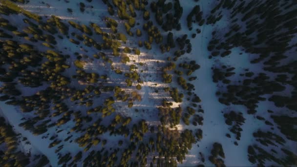 Luftaufnahme Die Langsam Auf Die Riesigen Alpinen Bäume Auf Dem — Stockvideo