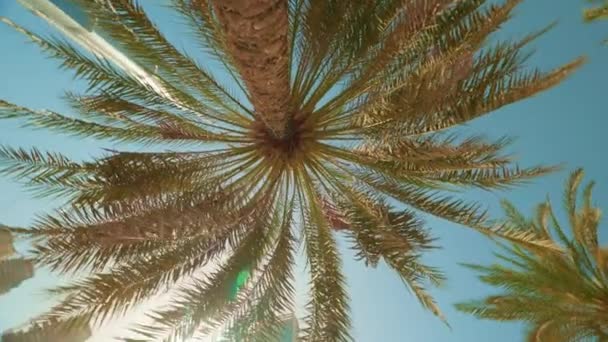 Palmový Strom Sluneční Svit Město Mrakodrap Dubaj — Stock video