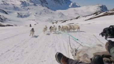 Husky Köpekleri, Erkekler, Kızak, Kar, Kamera