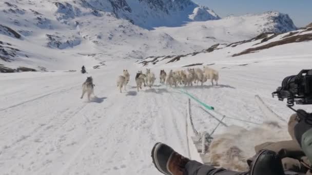 Σκυλιά Άντρες Έλκηθρο Χιόνι Κάμερα — Αρχείο Βίντεο