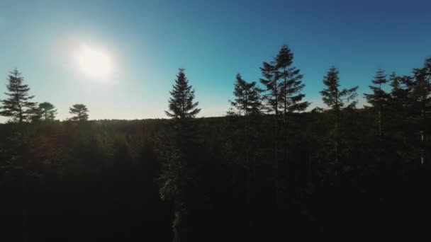 Bosques Floresta Verde Natureza Drone — Vídeo de Stock