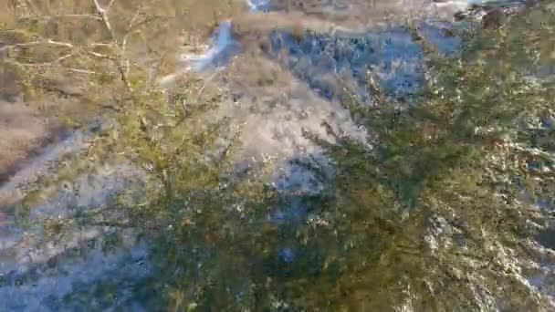 Vol Par Drone Dessus Pins Élevés Sur Une Forêt Enneigée — Video