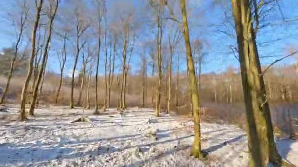 Drone Terbang Sekitar Hutan Bersalju Melewati Antara Pohon Pada Hari — Stok Video