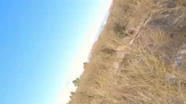 Drone Doet Cirkelvormige Trucs Boven Bomen Daalt Overdag Boven Besneeuwde — Stockvideo