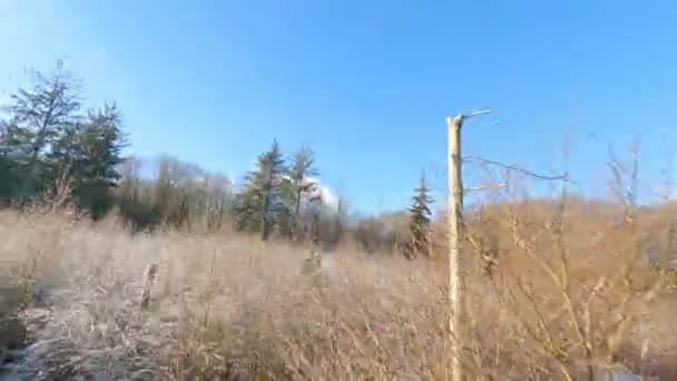 Fpv Drone Shot Flight Tree Trunk Snowy Landscape Surrounded Bushes — Video