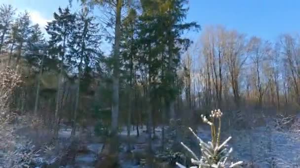 Drone Fpv Volant Bas Sur Une Forêt Enneigée Élevant Dessus — Video