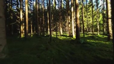 Çam ormanındaki yosunlu yapraksız ağaçların arasından geniş bir dron uçuşu