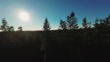 Geniş drone uçuşu orman manzarası ve yüksek çam ağaçları üzerinde açık mavi gökyüzü ve güneşe karşı