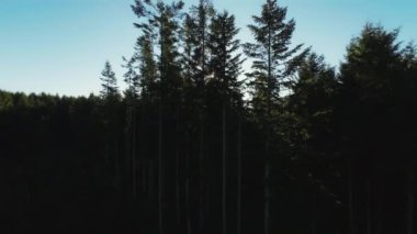 İnsansız hava aracı, açık mavi gökyüzü ve güneşe karşı çam ormanları üzerinde yükseliyor.