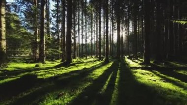 Çam ormanının zemin seviyesindeki drone görüntüsü ağaçların arasından parlayan çimenler ve güneş ışığıyla kaplı.