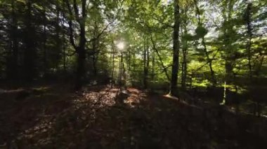 Yoğun bir ormanın zemin seviyesindeki drone görüntüleri. Toprak ölü yapraklarla kaplı ve güneş parlıyor.