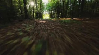 Yoğun bir ormanda, ölü yapraklarla kaplı, temiz bir yolda geniş bir drone uçuşu.
