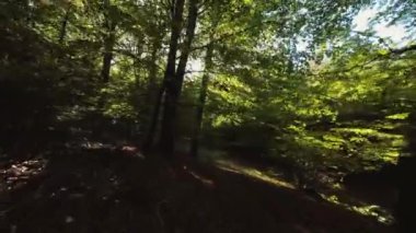 İnsansız hava aracı, ölü yapraklarla kaplı sık bir ormanda yol alıyor.