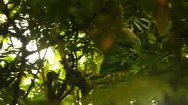 Çeşitli tropikal bitkileri, ağaçları ve bitkilerin bulunduğu bir patikayı gösteren bir video.