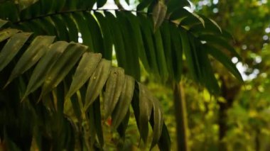 Botanik bahçesindeki tropikal eğreltiotu yapraklarının eğik bir görüntüsü.
