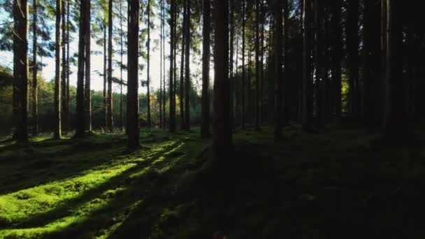松の木を通して輝く太陽と緑豊かな森の中を飛行 — ストック動画