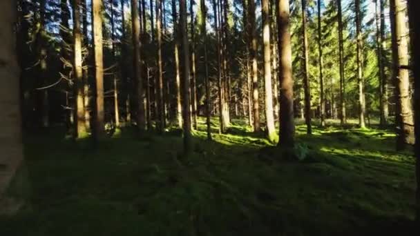 在长满青苔的松林中 无人驾驶飞机在阳光普照的无叶林中飞驰而过 — 图库视频影像