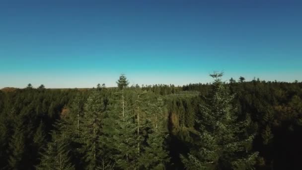 Brede Drone Vlucht Dennenbos Landschap Tegen Gradiënt Blauwe Lucht — Stockvideo