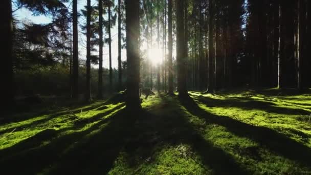 Strzał Drona Parterze Lasu Sosnowego Pokrytego Trawą Światłem Słonecznym Świecącym — Wideo stockowe