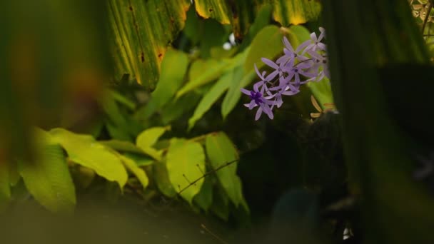 Tropikal Bitkilerle Çevrili Mor Bir Çelenk Çerçevesi — Stok video