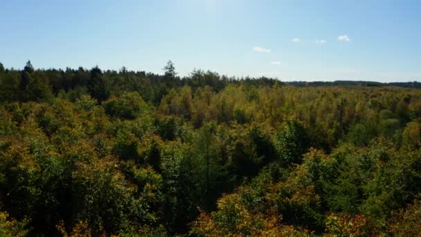Woodland Floresta Árvores Natureza Drone — Vídeo de Stock